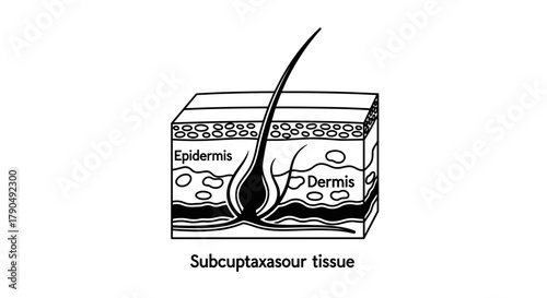Detailed Diagram Illustrating Human Skin Layers and Hair Follicle Anatomy.
