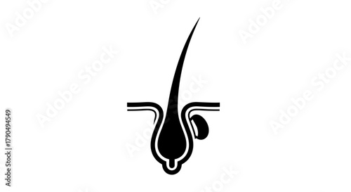 Hair Follicle Anatomy Illustration Detailed View of Hair Structure.