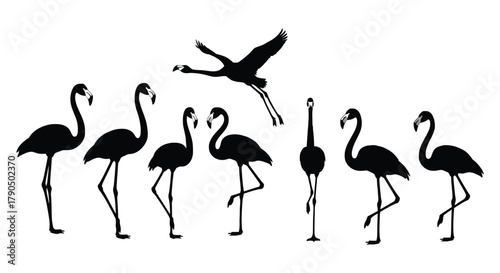 Silhouette of flamingos standing and flying on a white background