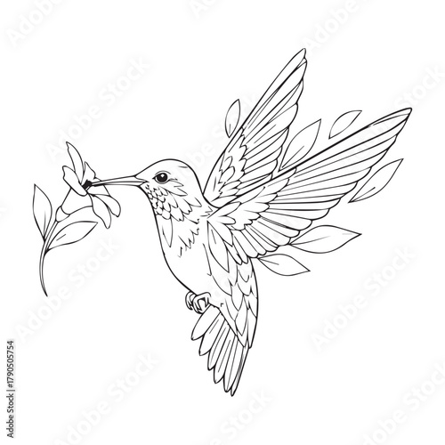 Peaceful Hummingbird with Olive Branch Black White Vector