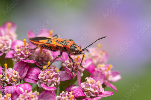 Close-up image of a Cinnamon Bug (Corizus hyoscyami) on pink Achillea