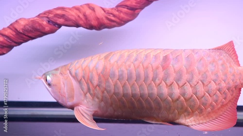 4K Malaysian golden arowana fish swimming gracefully in fish tank