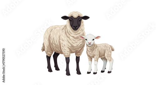 Mother Sheep and Lamb Farm Animal Illustration on White Background