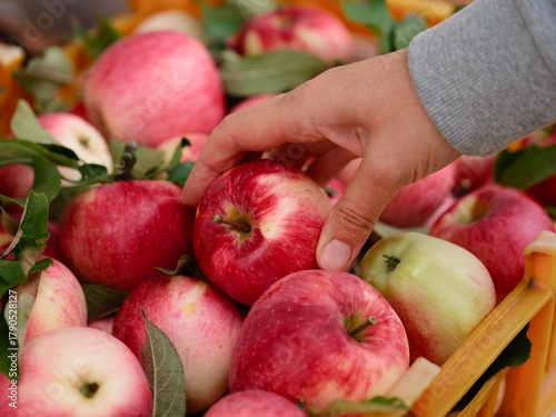 Close-up of a woman hand taking apple from heap of freshly harvested organic apples in crate.