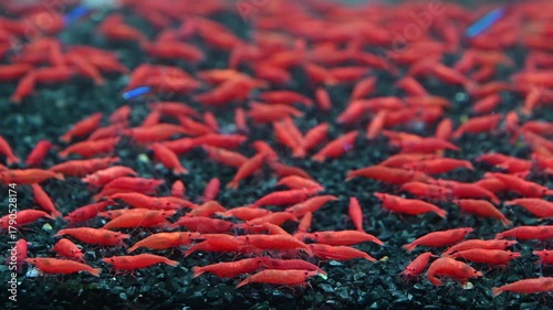 4K Group of red cherry shrimps in fish tank