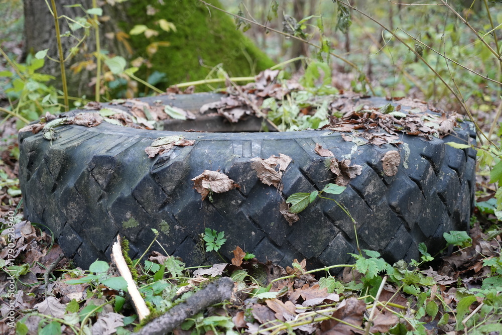 Obraz premium A wheel in the grass