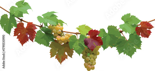 Grapevine illustration, ripe grapes, vineyard art, autumn leaves, botanical design, seasonal foliage, stylized nature, agriculture concept, harvest theme