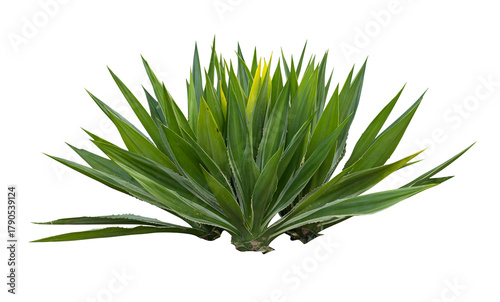 Tropical agave plant isolated on white background.This has clipping path.