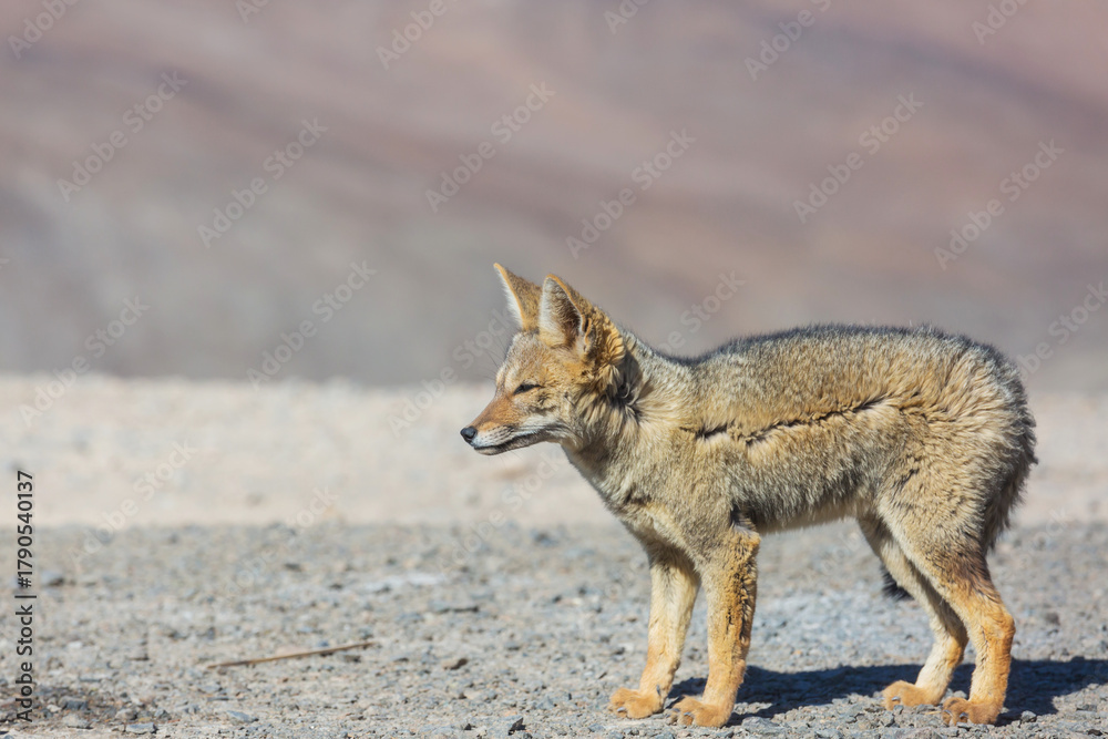 Obraz premium Fox in Patagonia