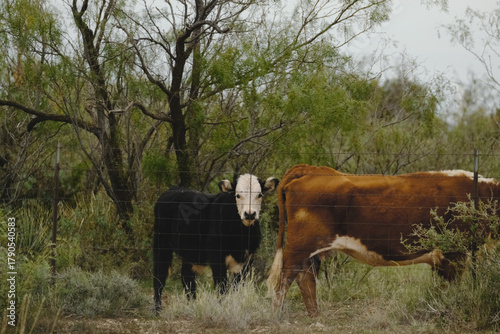 Bald face beef calf on Texas ranch with cattle herd.