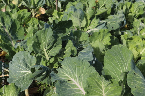 Quintal de couve penca