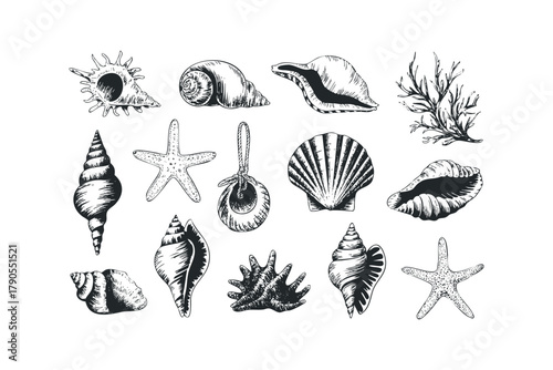 Collection of Assorted Seashells and Coral Sketches