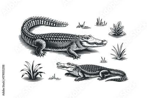Two alligators on white background with grass and plants