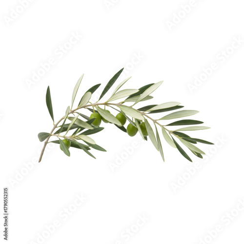 A detailed close up of a green olive branch with unripe green olives against a transparent background for natural product design and healthy food concepts