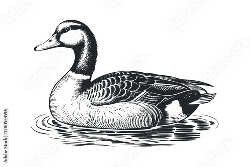 Sketch of a Duck Swimming on Water