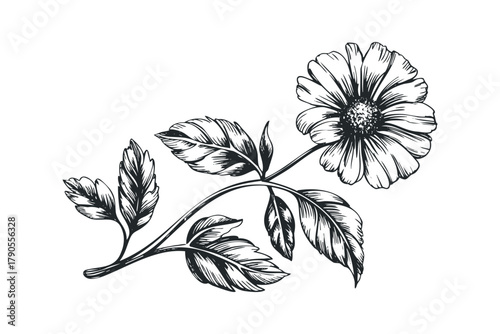 Detailed sketch of a single flower with stem and leaves