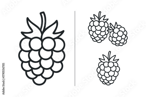 Line drawings of raspberries on a white background