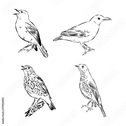 thrush, songbird, vector sketch