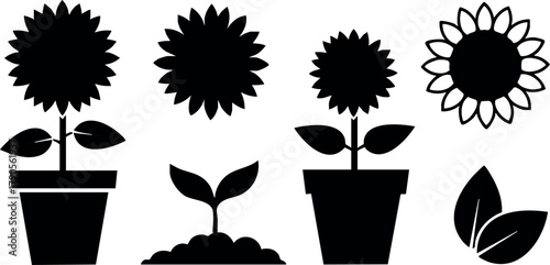 Sunflower plant icons with leaves and seedling in pots vector illustration simple black design