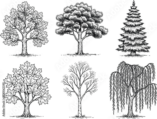 Adobe Illustrator Artwork