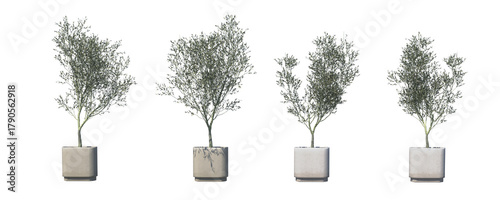 3D render of an olive tree plant with natural green leaves and realistic texture.