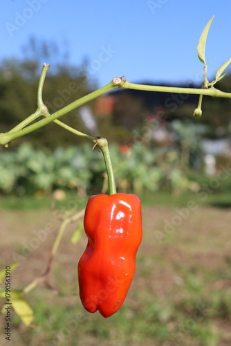 Pimento vermelho lá da quinta