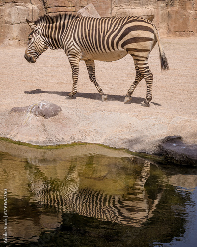 Hartmann's mountain zebra (Equus zebra hartmannae)