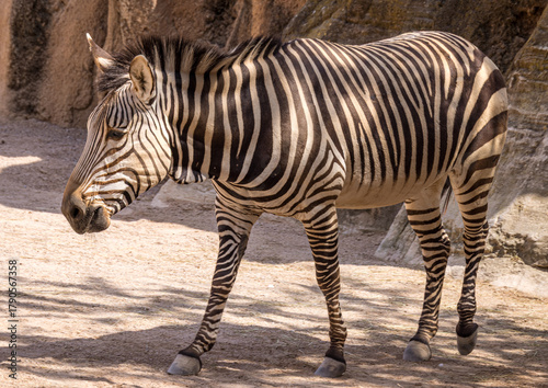 Hartmann's mountain zebra (Equus zebra hartmannae)