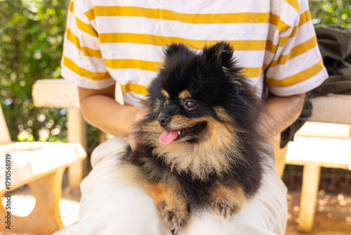 Close-up of happy Pomeranian dog, its tongue out, comfortably held by its owner. With selective focus on the dog, showing the joyful expression and loving bond between a pet and its human companion.