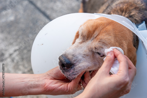 A close-up of a person's hands gently cleaning the face of a sick, senior Beagle dog wearing a protective E-collar. This shows concept of veterinary care, compassion, friendship and animal recovery.
