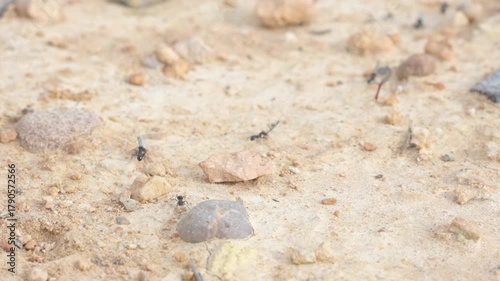 Ant colony carrying twigs