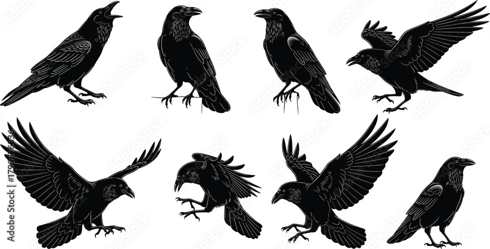 Obraz premium Detailed black crow and raven silhouettes set in various poses and flight positions, realistic bird illustration vector design for gothic and nature themes