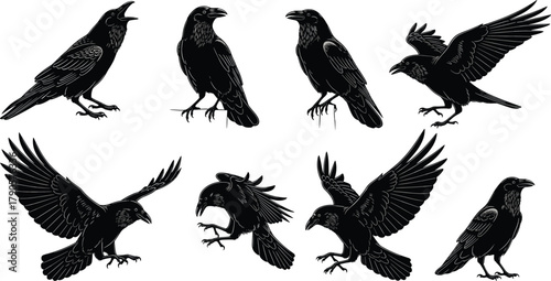 Detailed black crow and raven silhouettes set in various poses and flight positions, realistic bird illustration vector design for gothic and nature themes
