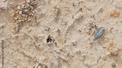 Ant colony carrying twigs