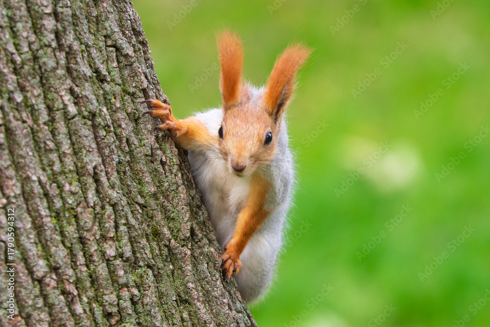 Fototapeta premium Wild red squirrel in the park