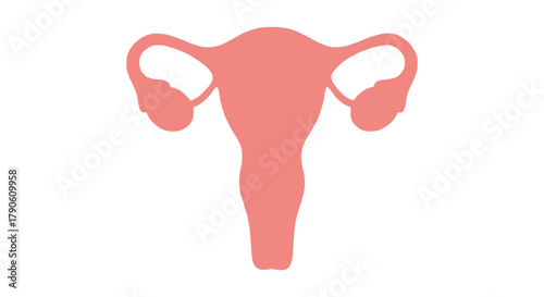 Uterus illustration female reproductive system anatomy health