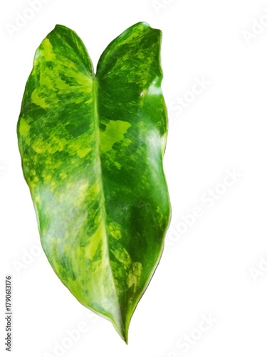 Isolated Variegated Green and White Philodendron Leaf Cut-Out