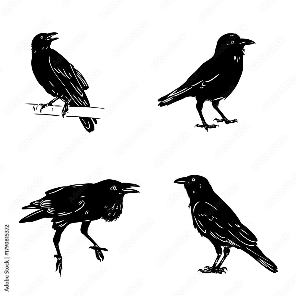 Fototapeta premium crow, black bird, vector sketch