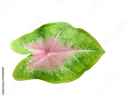 Isolated Light Pink and Green Caladium Leaf on White Background