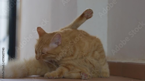 cat grooming cleaning itself
