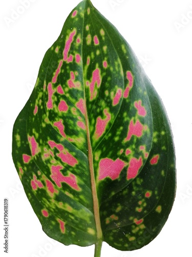 Syngonium Podophyllum Leaf Isolated with White and Pink Variegation