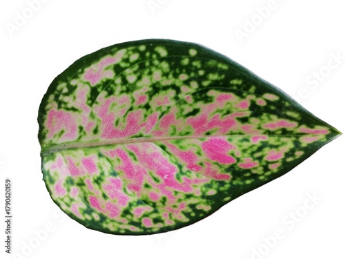 Philodendron Pink Princess Leaf Isolated - Half-Moon Variegation