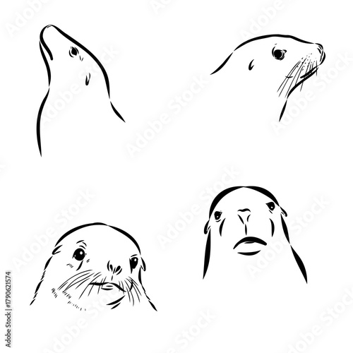 sea lion, animal, vector sketch