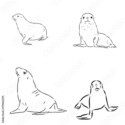 sea lion, animal, vector sketch
