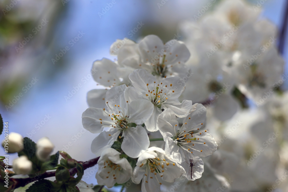 Obraz premium Blossom of the cherry tree against a clear blue sky