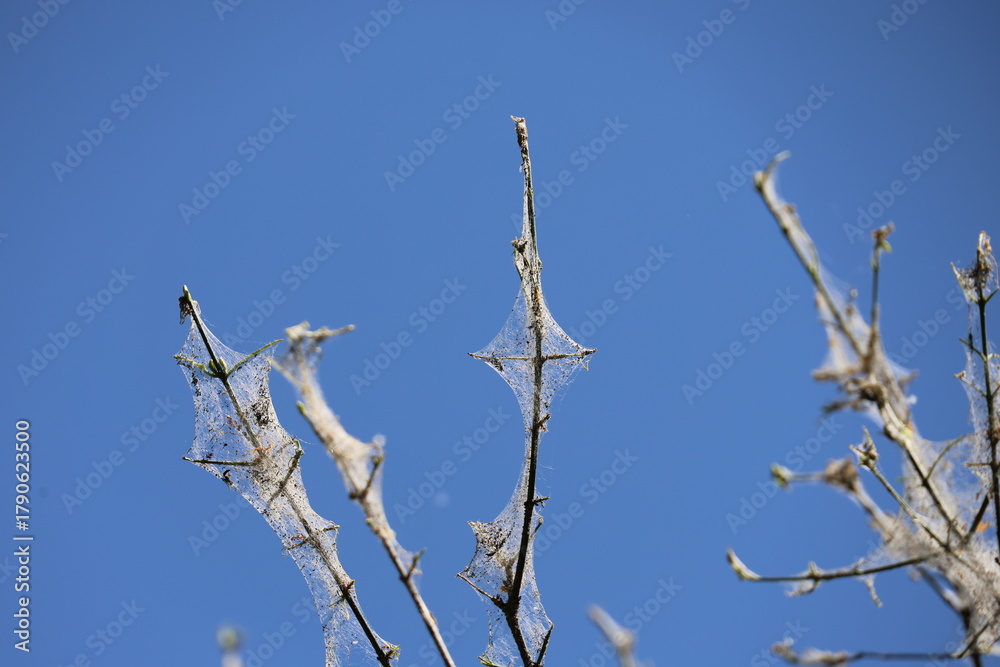 Obraz premium Web of the Ermine moth (Yponomeuta evonymella) in a tree made by the larvae