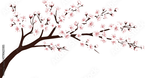 Delicate pink cherry blossoms on a branch against a clean white background create a serene and beautiful springtime floral arrangement