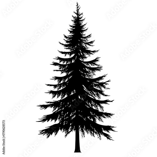 Natural evergreen pine outline drawing high resolution picture