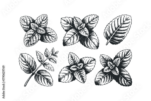 Engravings of Mint Leaves and Sprig