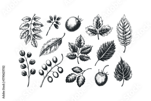 Collection of Botanical Line Drawings in Sketch Style